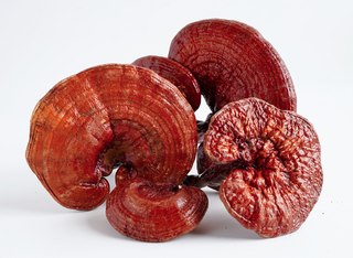 REISHI- Der Vitalpilz mit jahrtausendealter Tradition und Anti-Aging-Wirkung