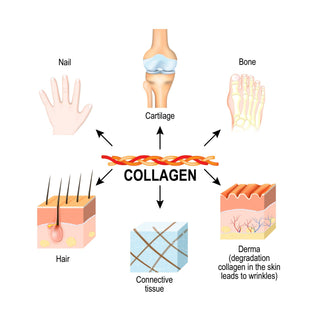 COLLAGEN POWDER 